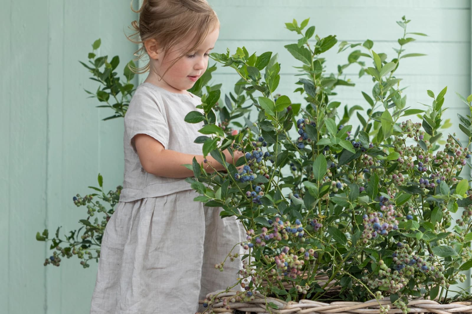 Obstpower auf Balkonia