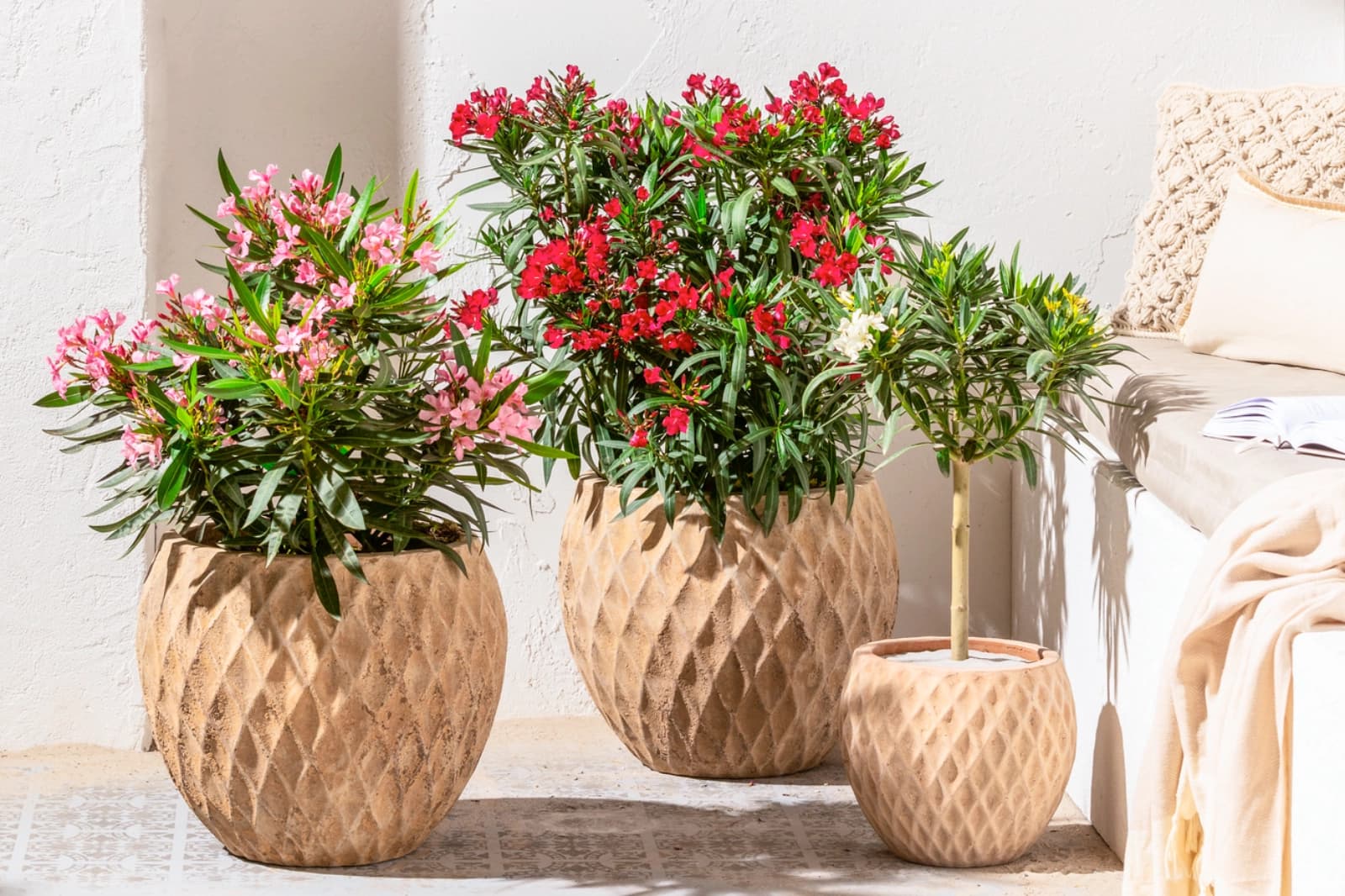 Oleander