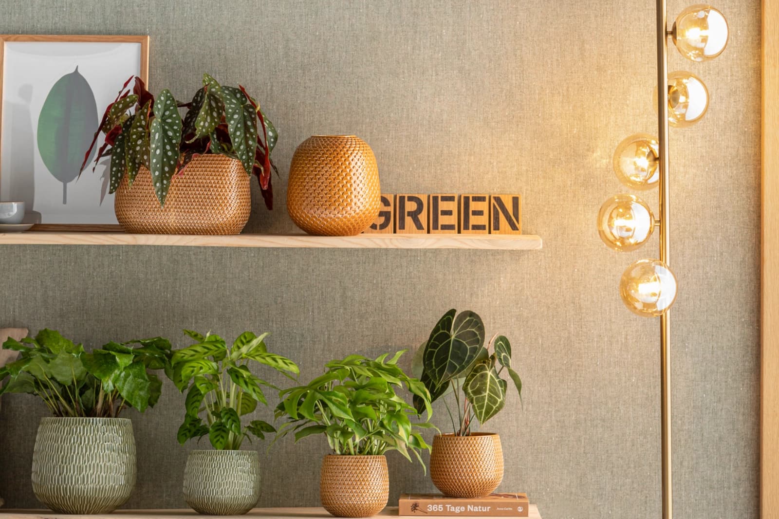 Zimmerpflanzen für wenig Licht