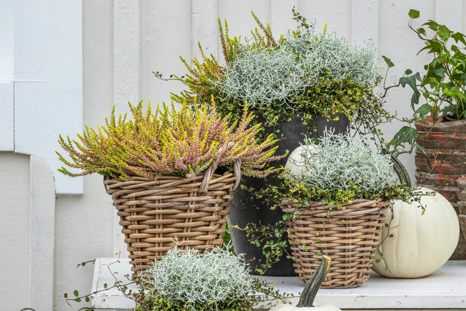 Blattfarben & Blattstrukturen