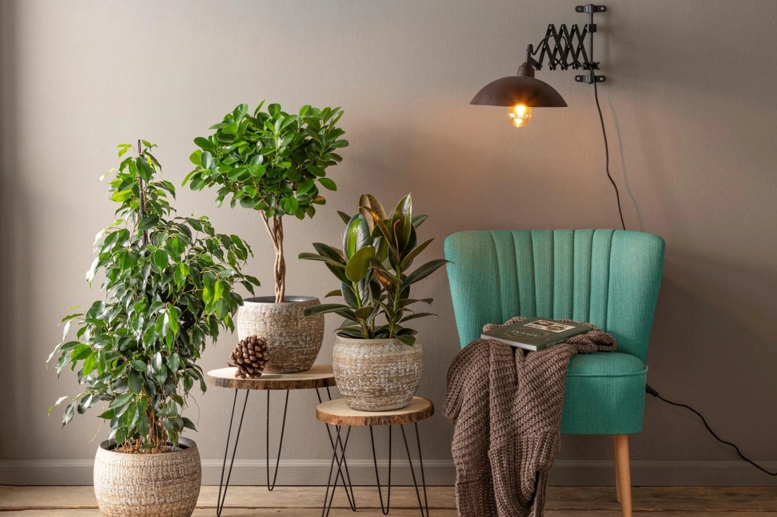 Top 10 Pflanzen für wenig Licht