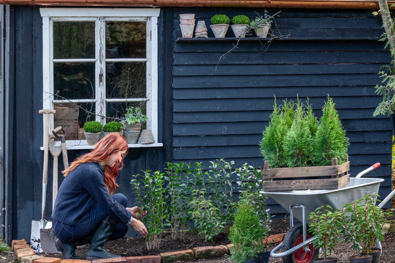Pflegeleichte Heckenpflanzen