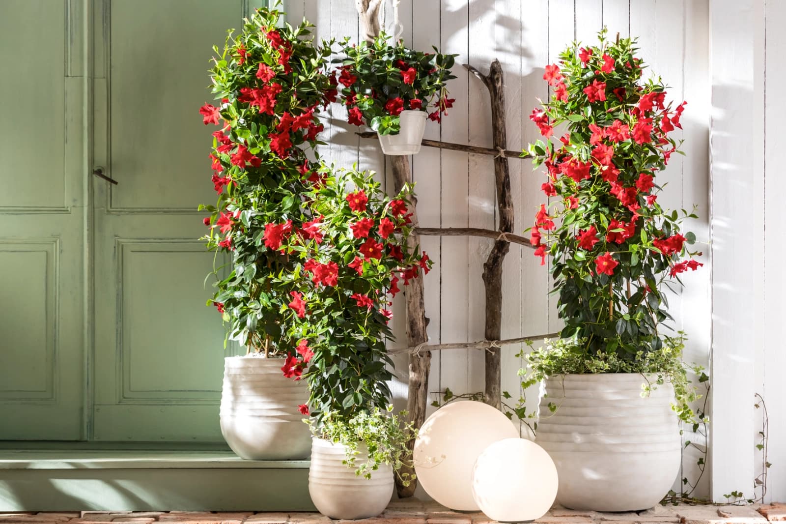 Rank- und Schlingpflanzen