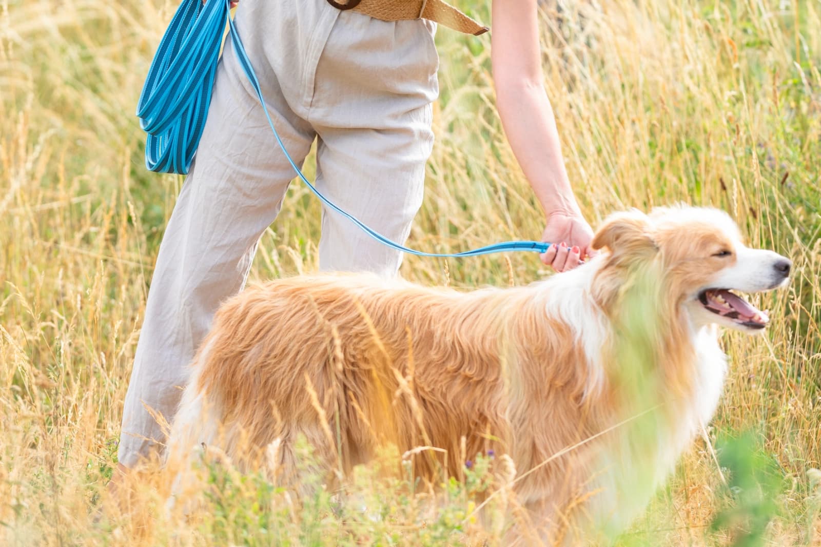 Gemeinsam Gassi gehen