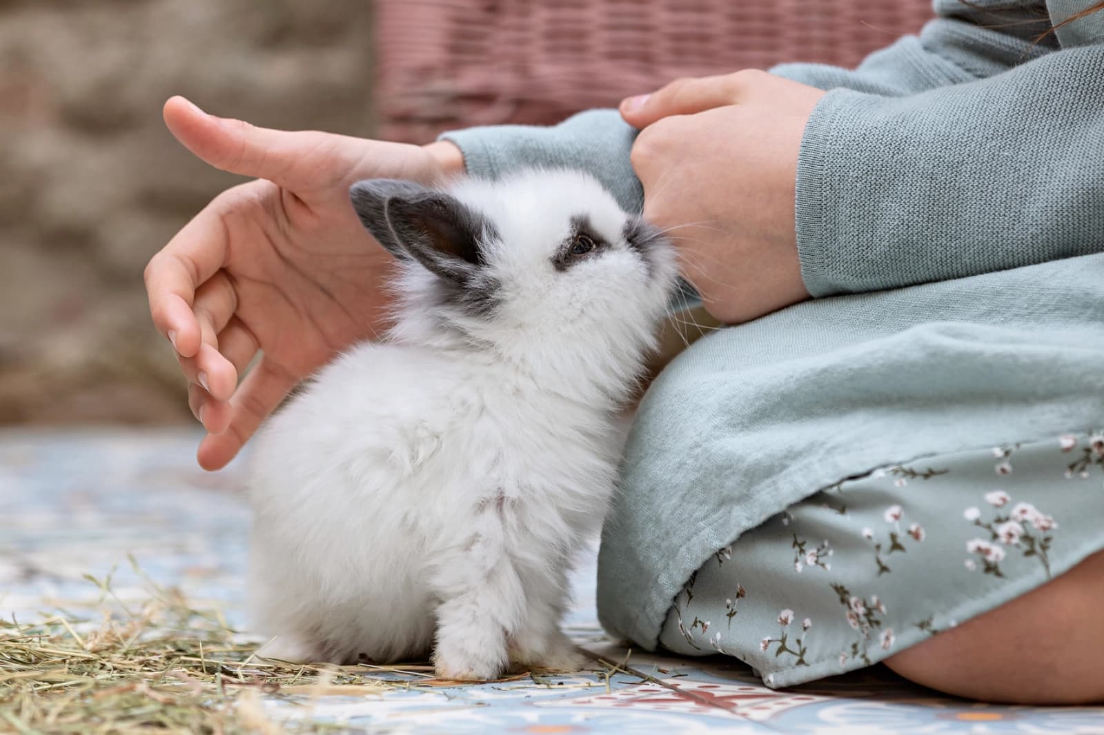 Schutz von Menschen und Haustieren