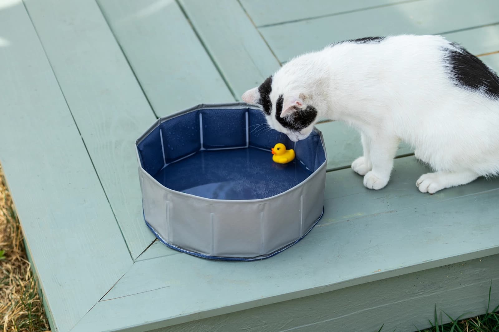 Hitzetipps für Haustiere