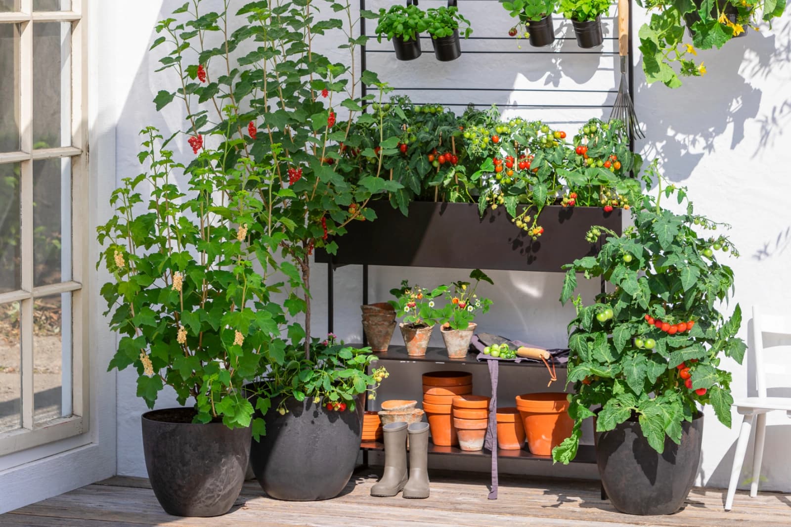 Mückenfrei durch Duftpflanzen