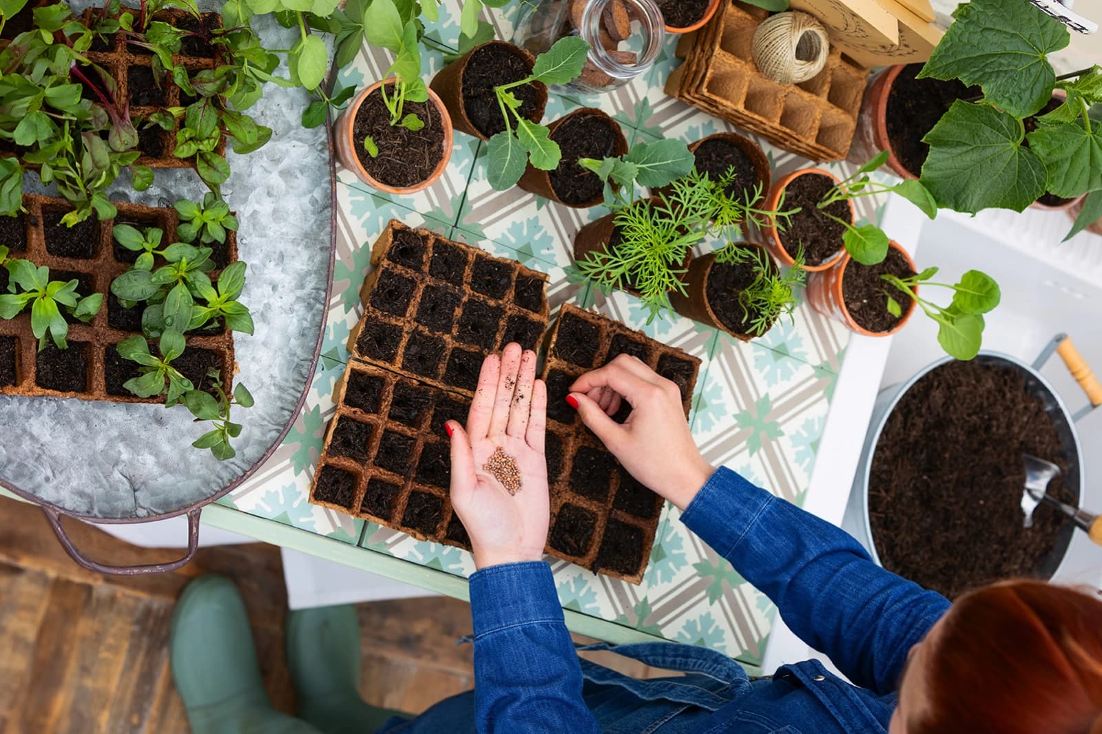 Aussaaten im Freiland & Gewächshaus