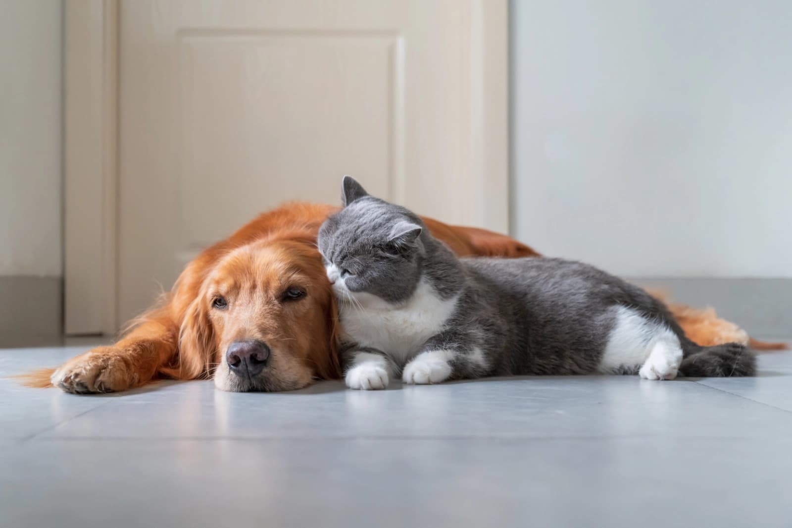 Hund & Katze alleine lassen