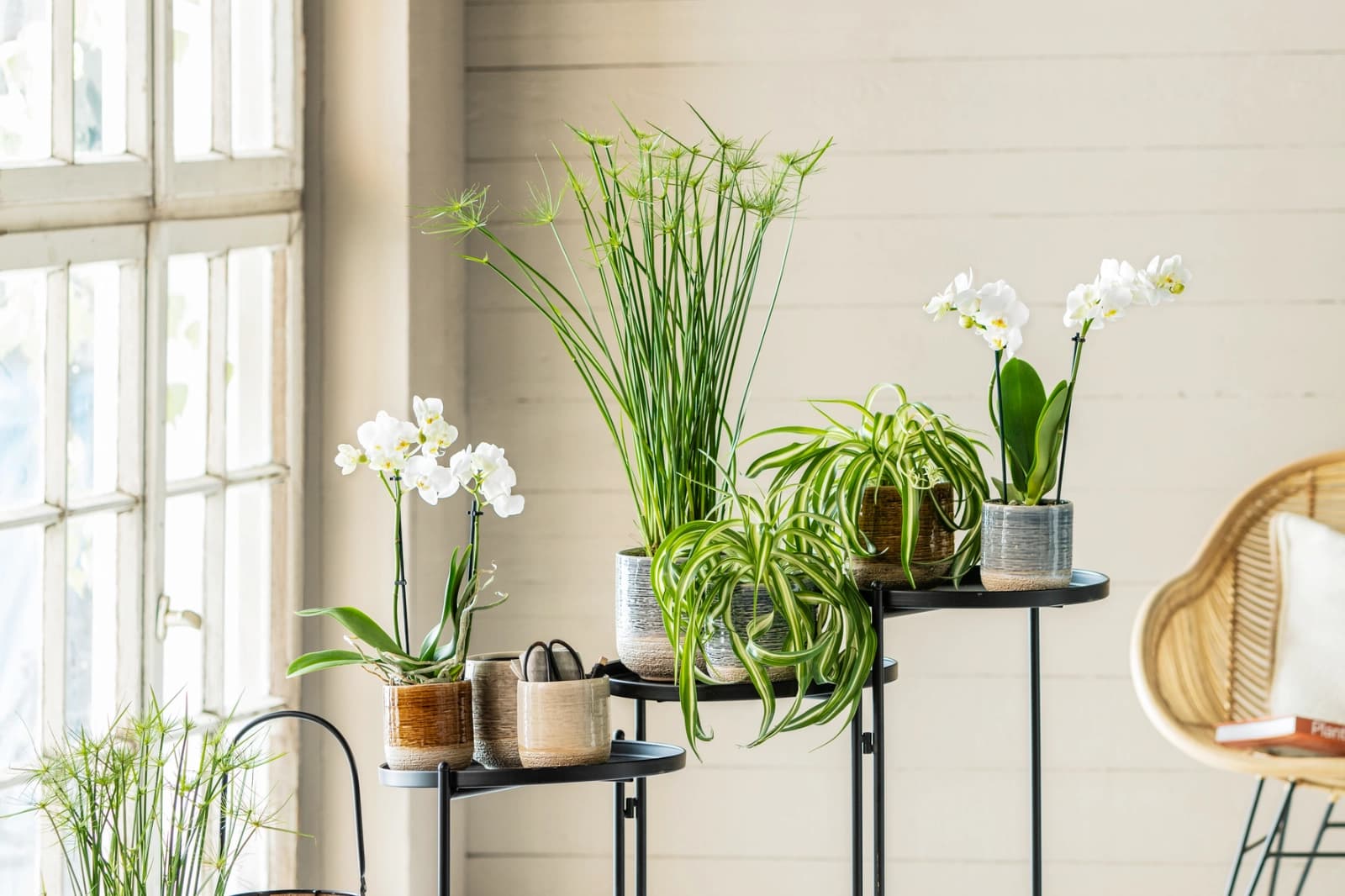 Top 10 Luftreinigende Zimmerpflanzen