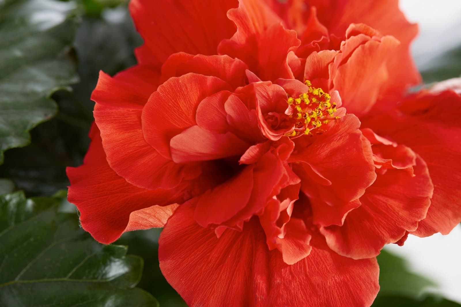 Gefüllt vs. ungefüllt