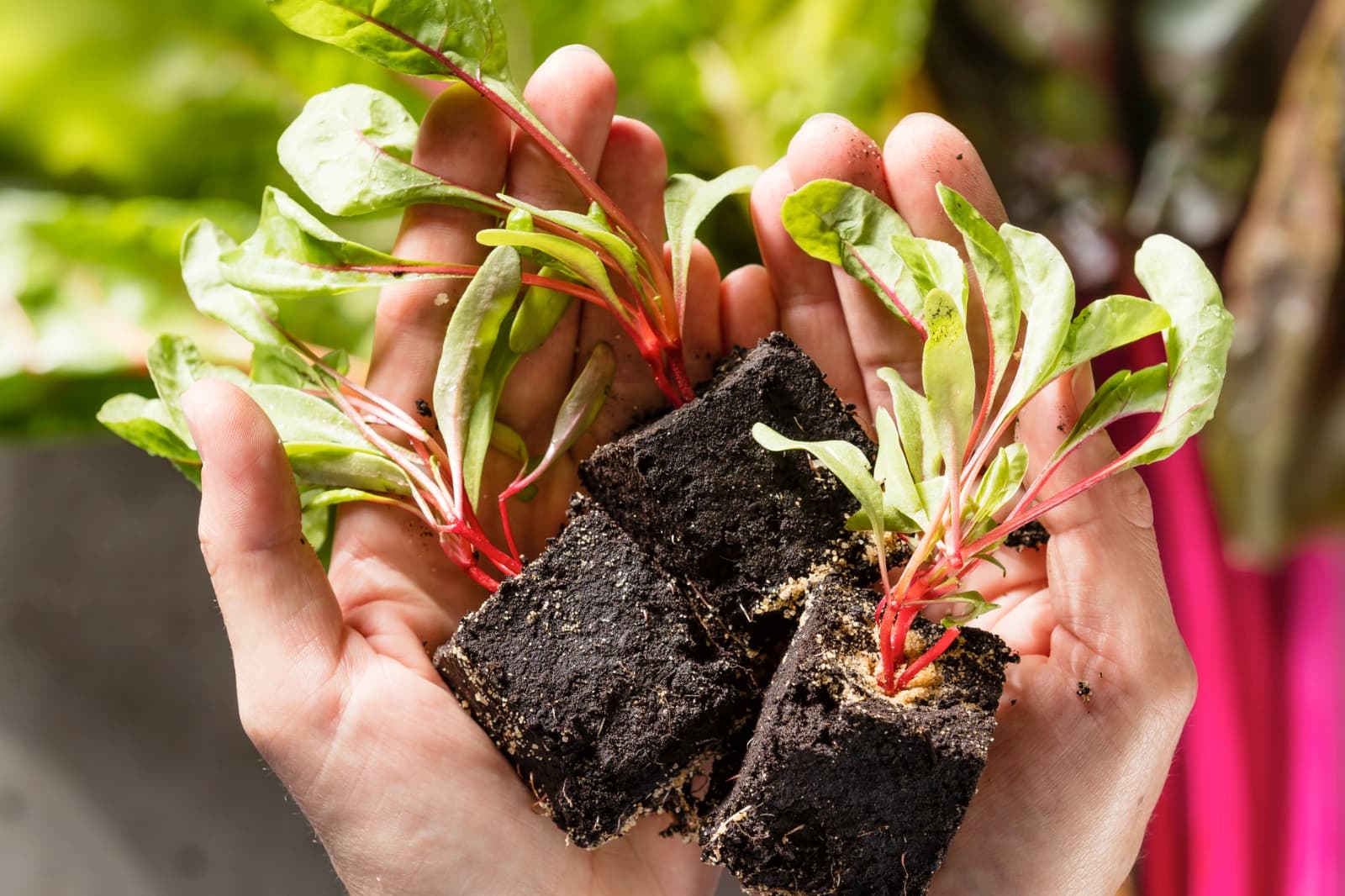 Fruchtwechsel / Mischkultur