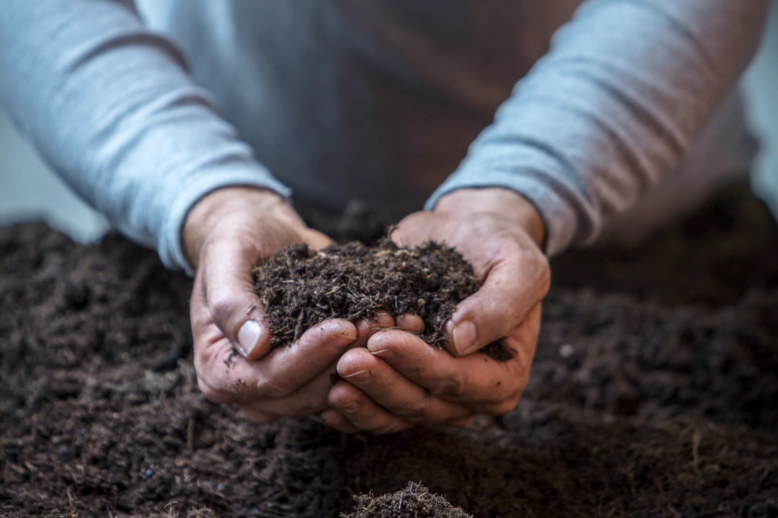 Heidelbeeren pflanzen