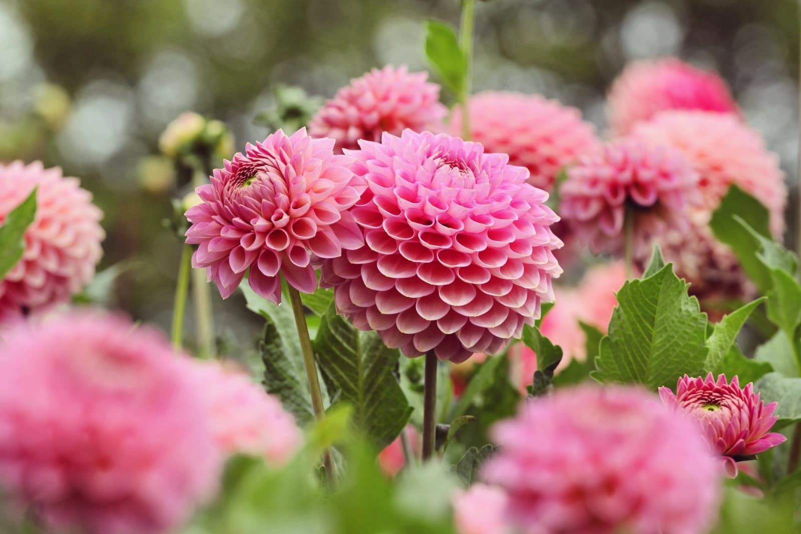20 % auf Frühjahrsblumenzwiebeln