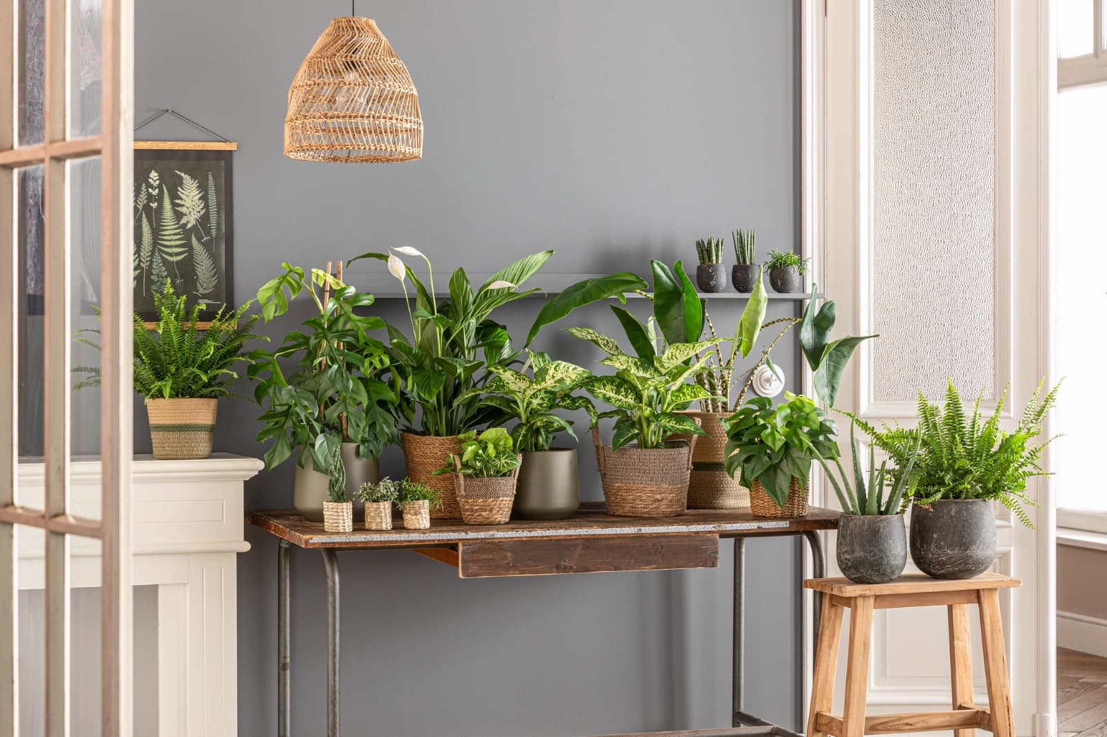 Richtige Pflanzenpflege