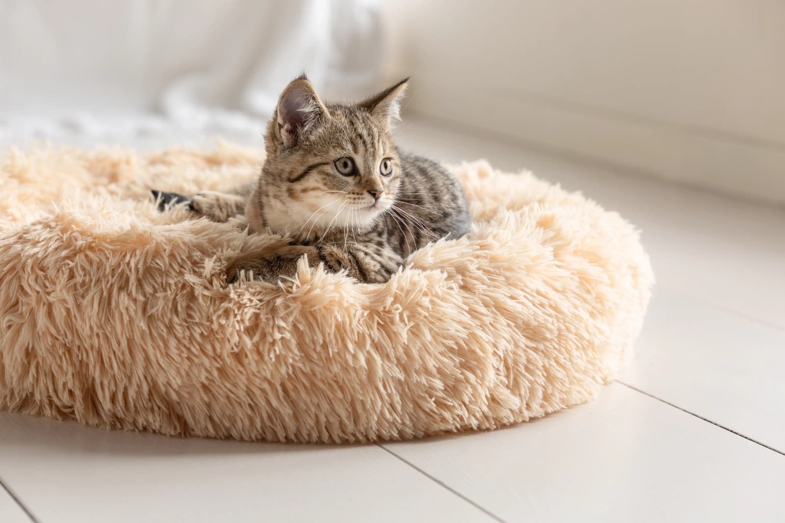 Alles für die Katze