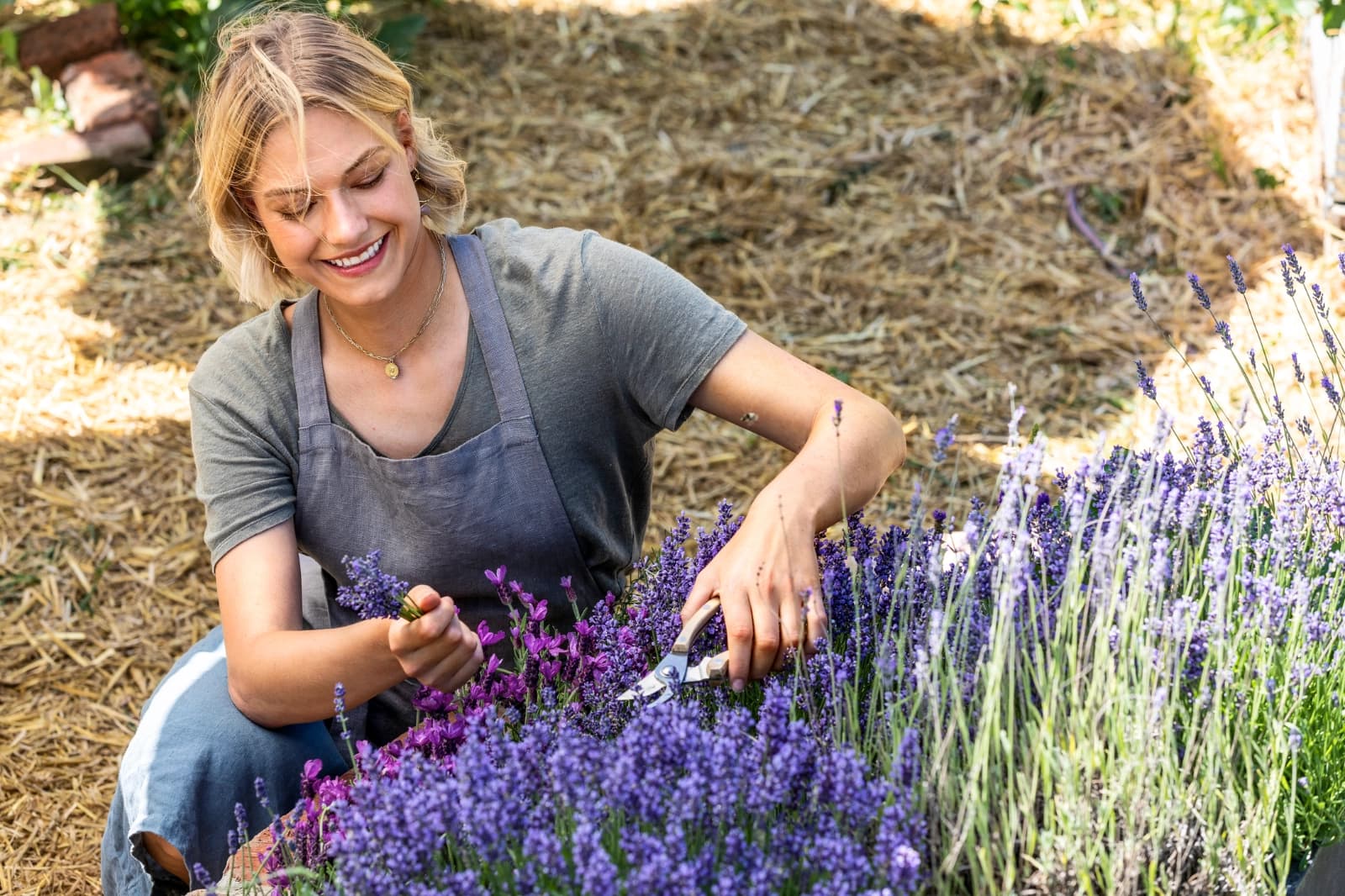 Lavendel schneiden