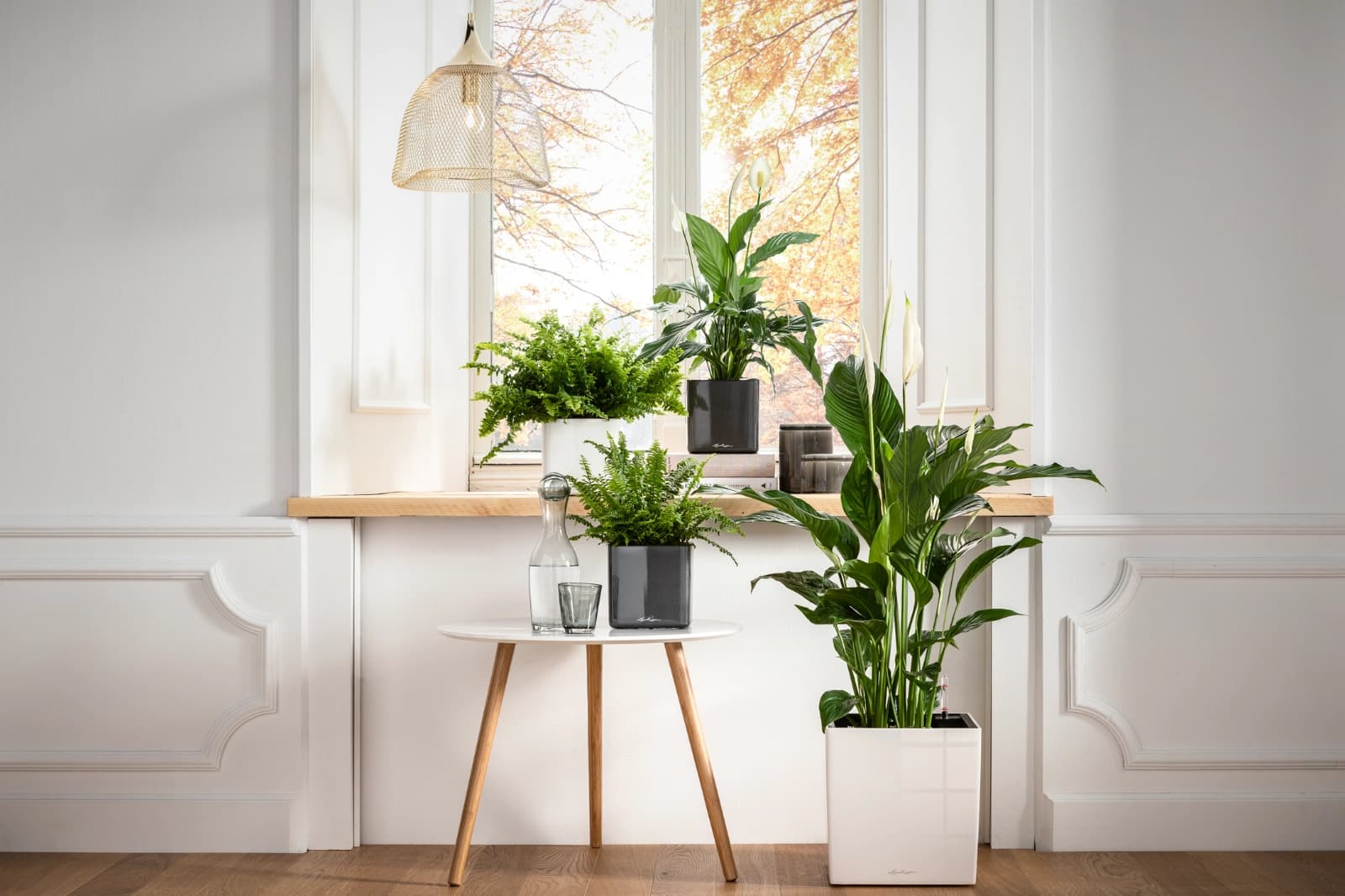 Top 10: Lufteinigende Zimmerpflanzen