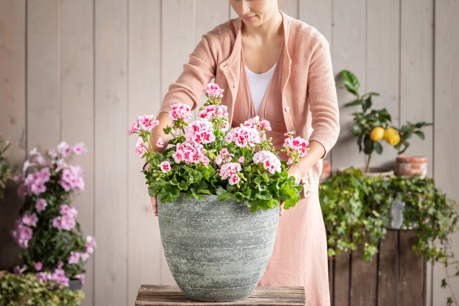 Top 10: Pflanzen Südbalkon