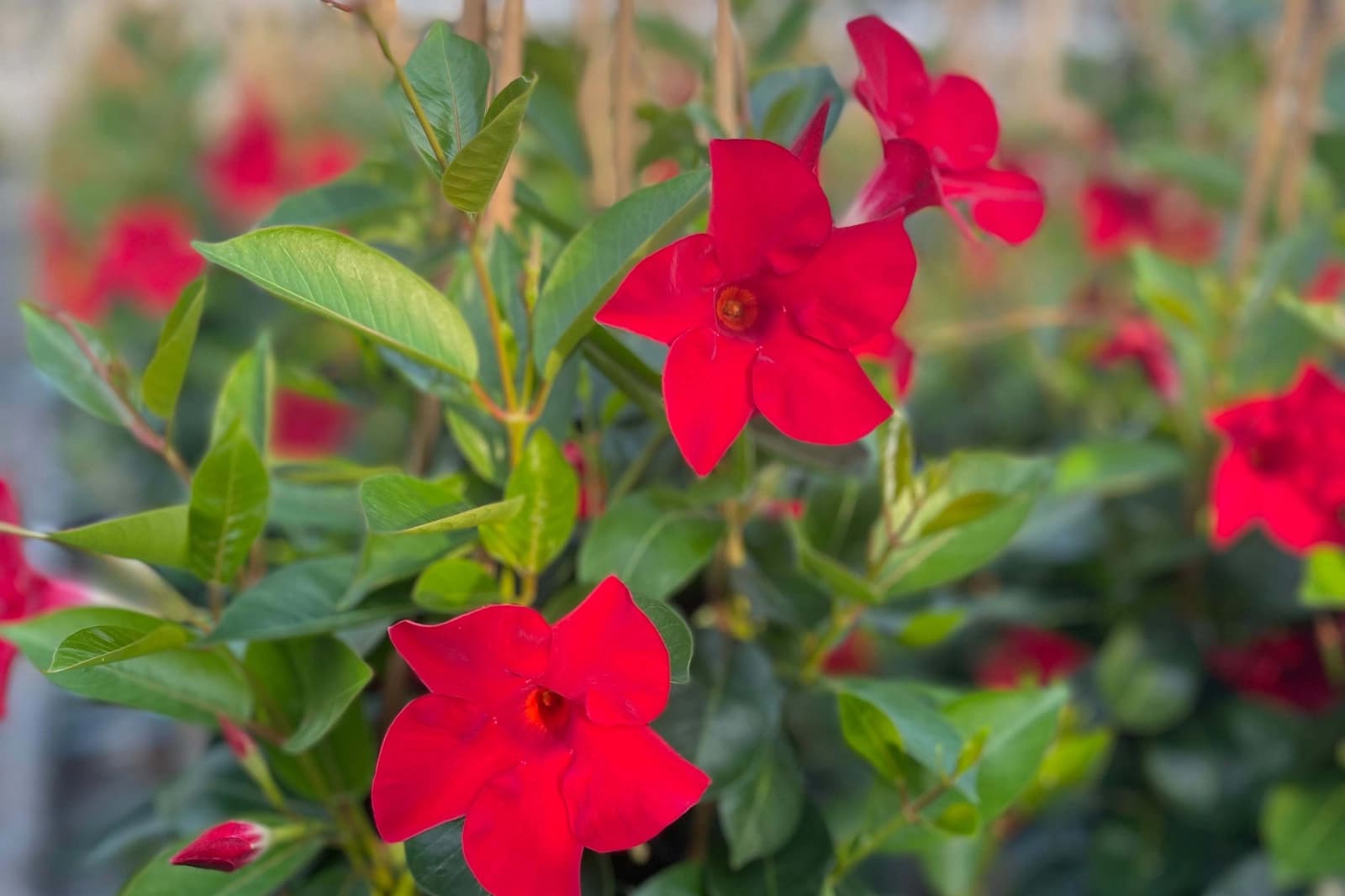 Verpackung/Transport