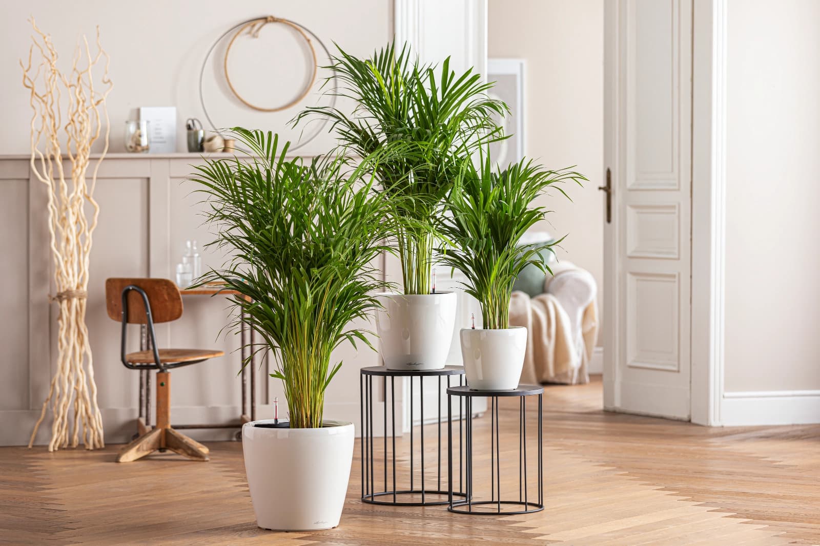 Top 10: Pflanzen für Allergiker