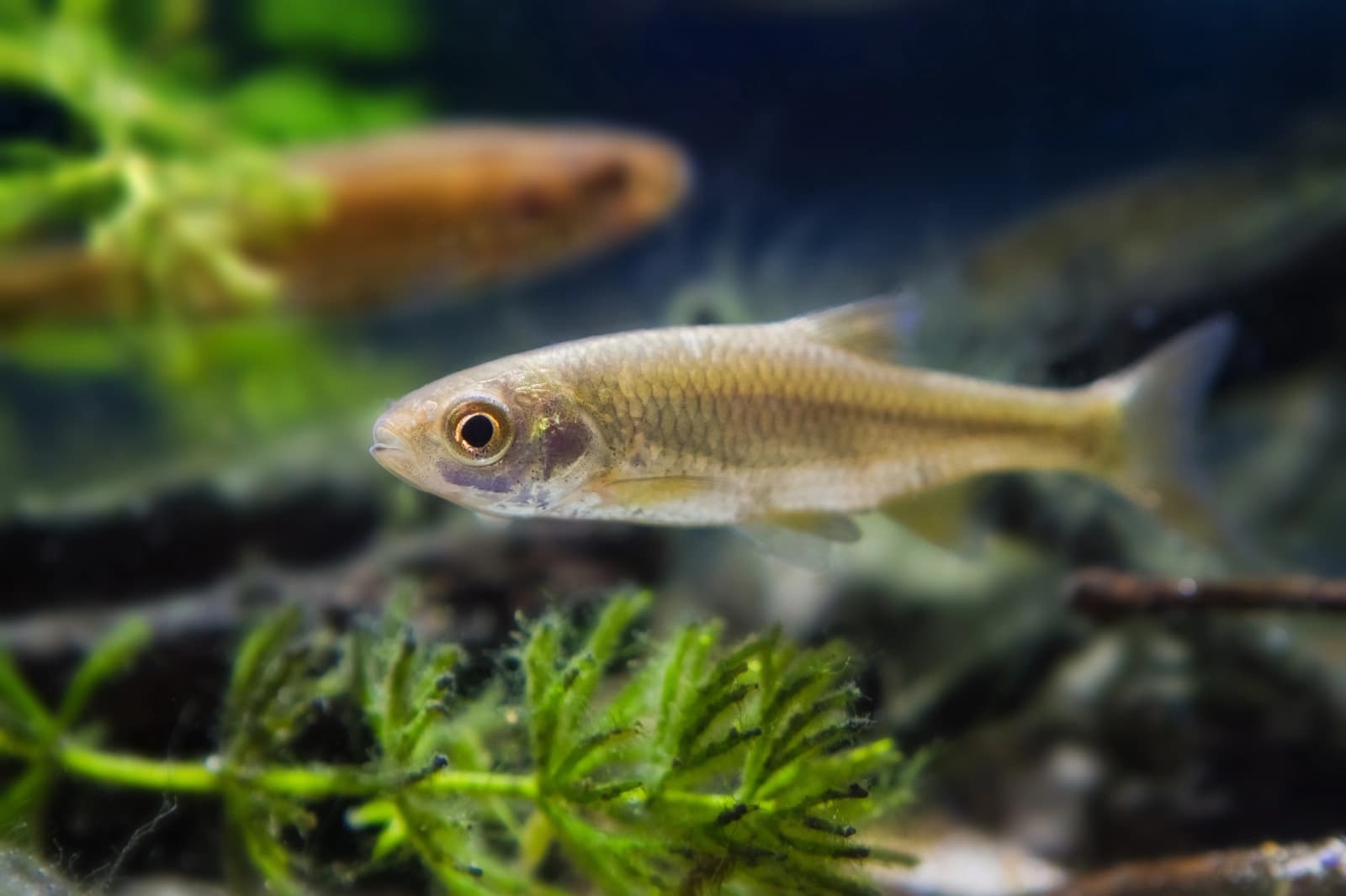 Pflanzen & Fische