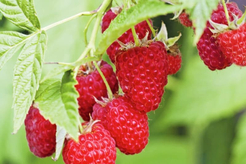 Herbsthimbeeren
