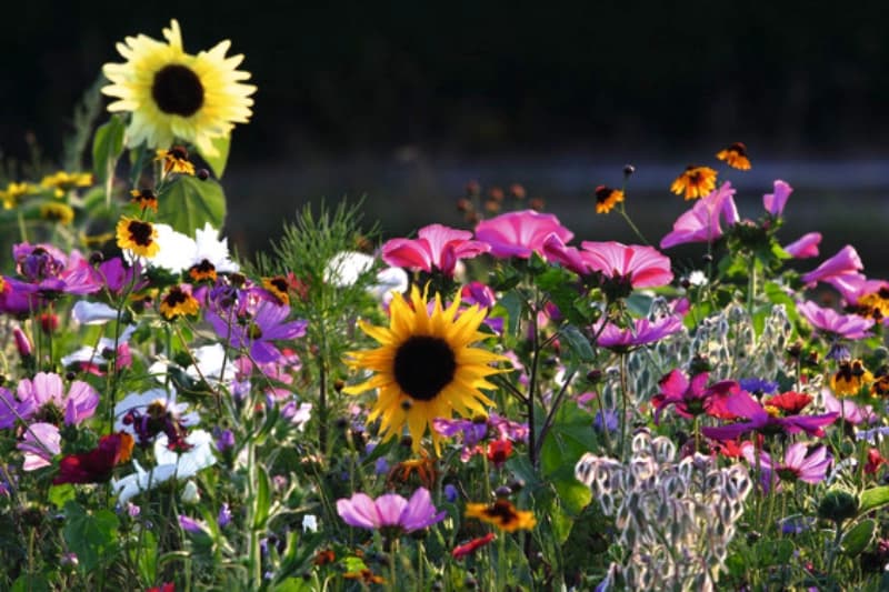 Insektenfreundliches Saatgut