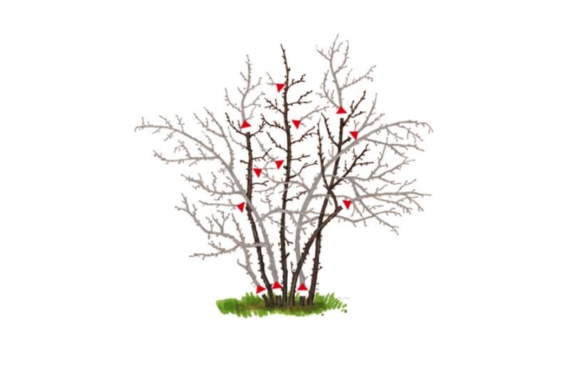 Obst- und Beerensträucher schneiden