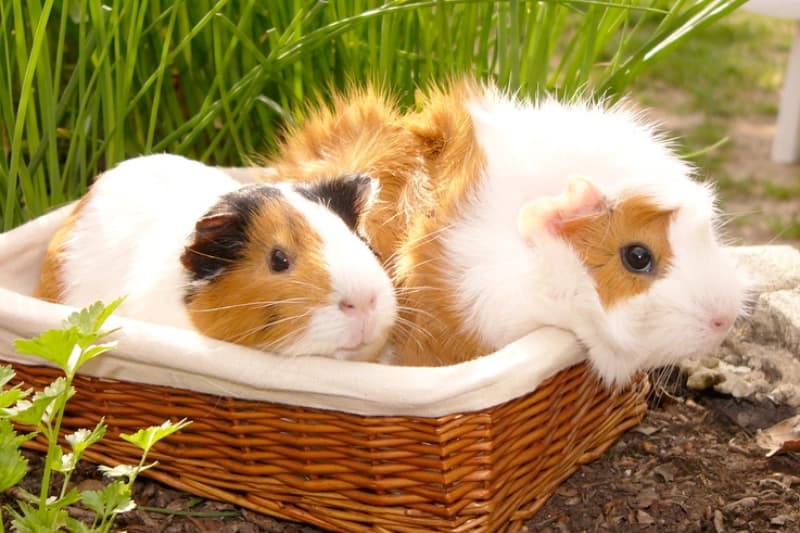 Hitzetipps für Haustiere