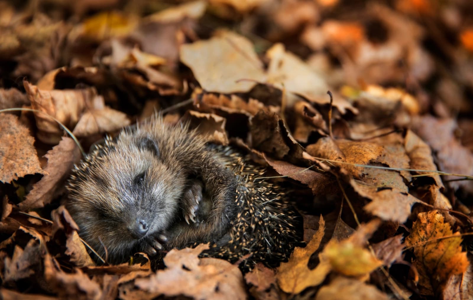 Tipps für einen igelfreundlichen Garten