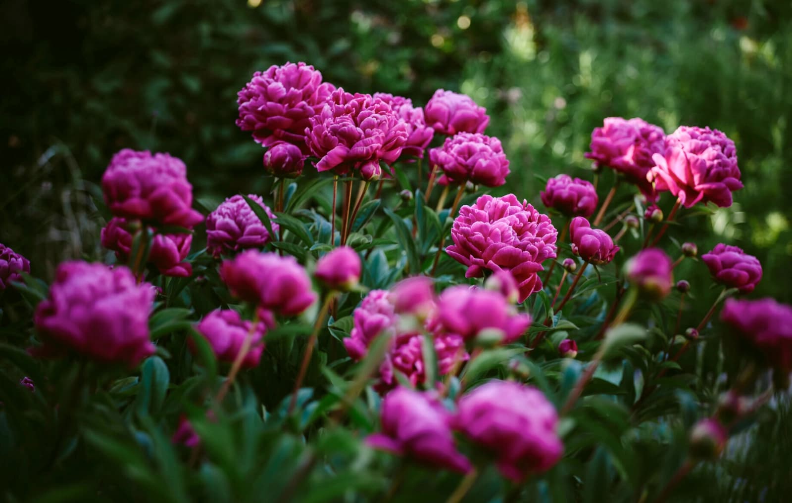 Strauch-Pfingstrosen