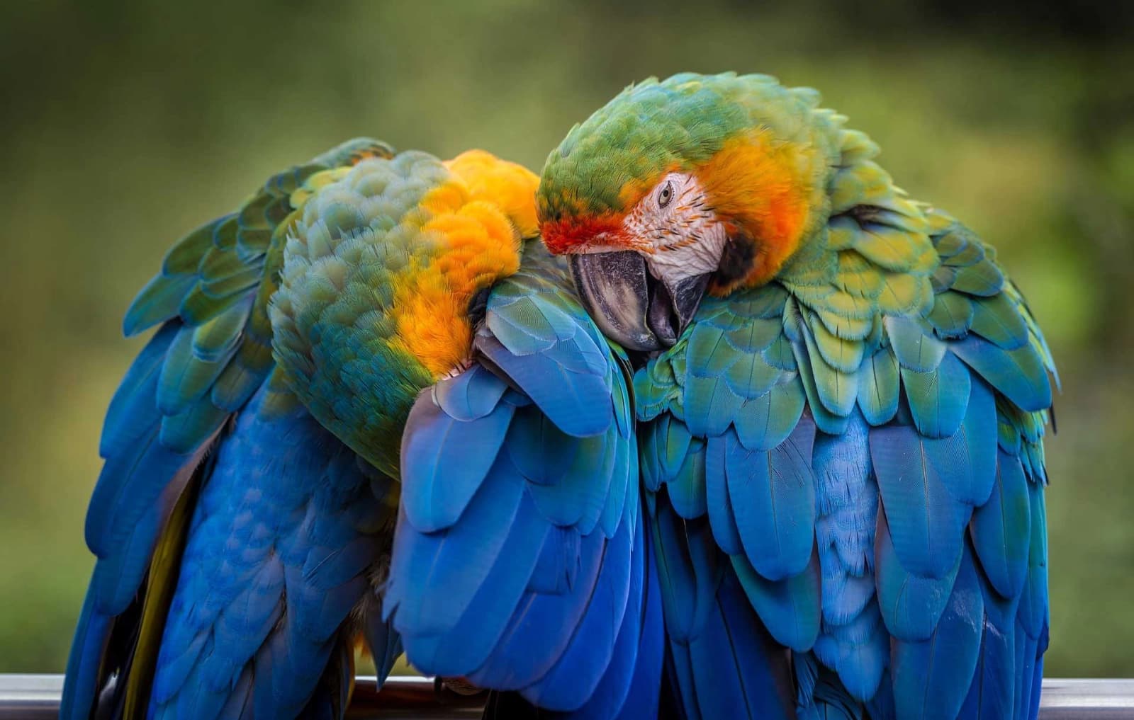 Pflege der bunten Vögel