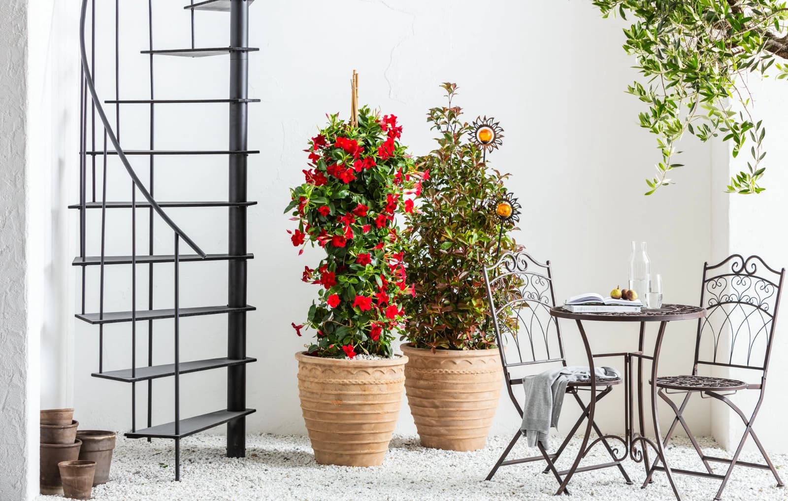 Im Kübel auf Balkon & Terrasse