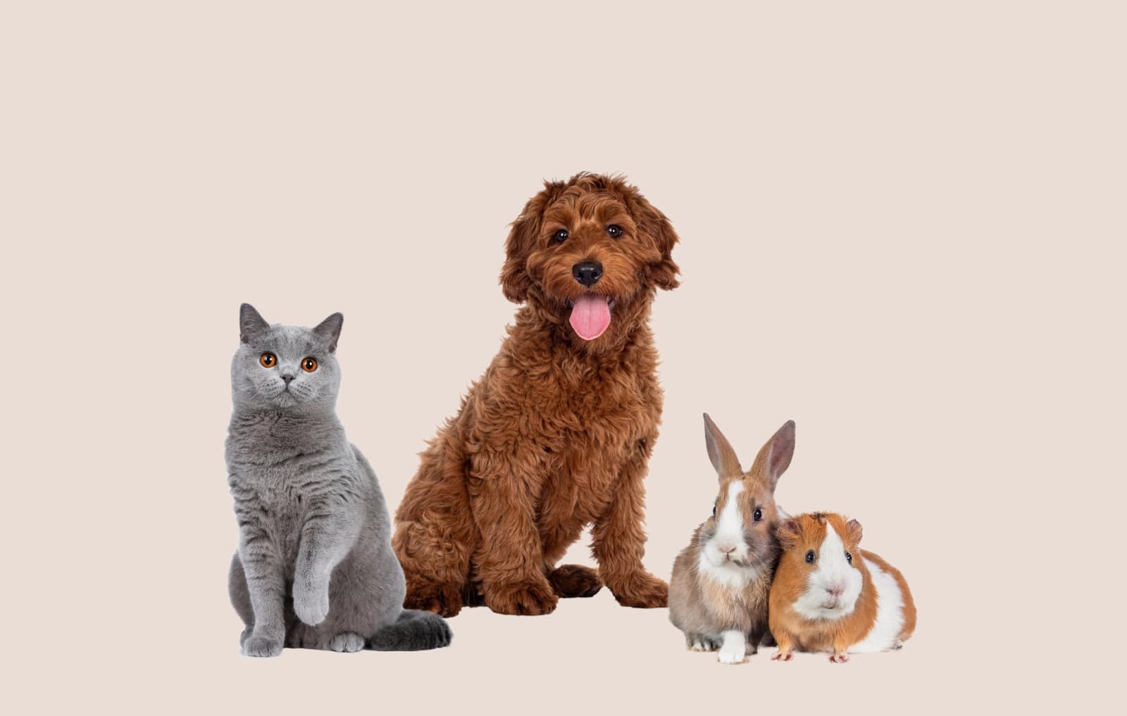 10 % auf Futter, Leckerlies & Zubehör