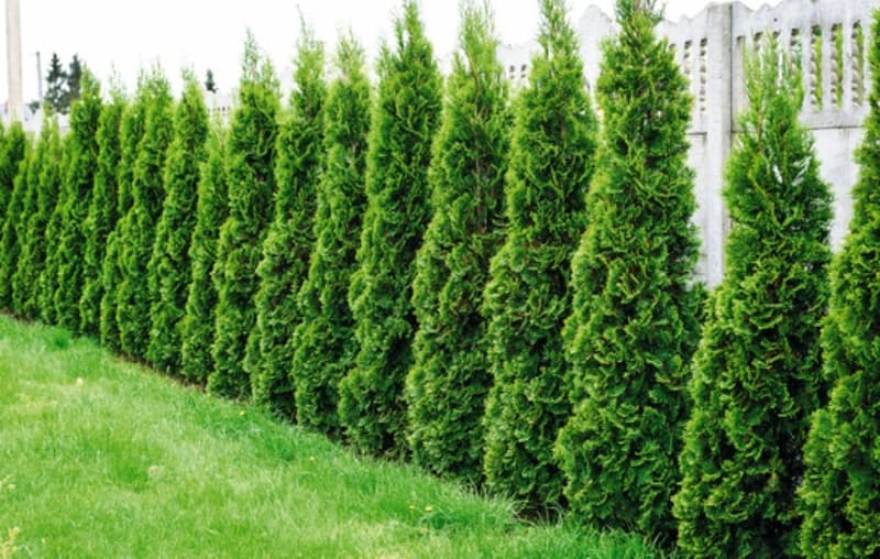 Natürlicher Sichtschutz