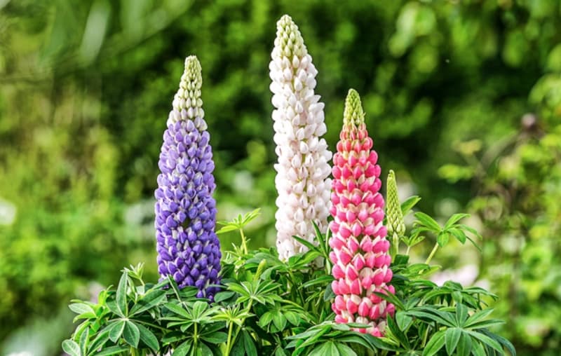 Fertige Pflanze setzen