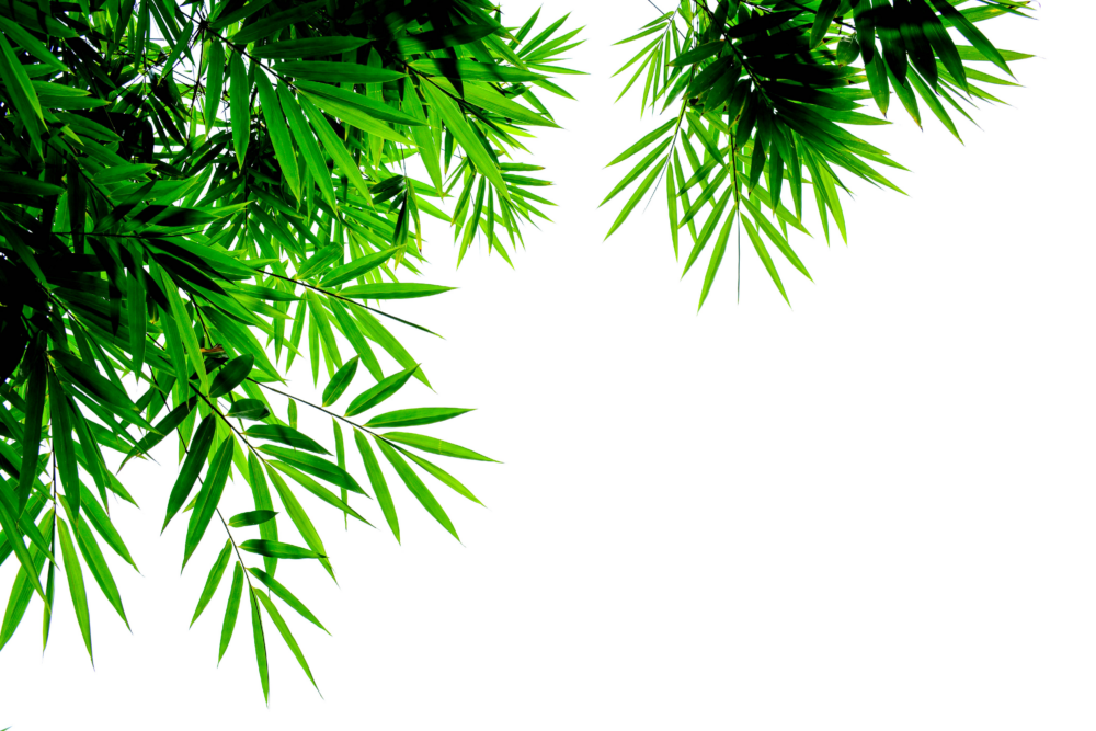 AdobeStock_245100776-2