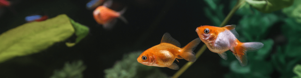 ausbildung_zoofachhandel_aquaristik