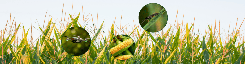 Maisfeld wird mit Drohne vor Schädling geschützt