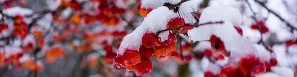 Rote Äpfel hängen an einem Ast und sind mit Schnee bedeckt