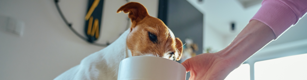 Ein Hund frisst aus einem Futternapf, der von seinem Besitzer gehalten wird
