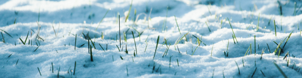 Eine grüne Wiese ist mit glitzerndem Schnee bedeckt