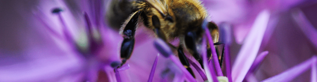 Emsige Bienen und das SAP-Projekt BAMbuS bei Dehner