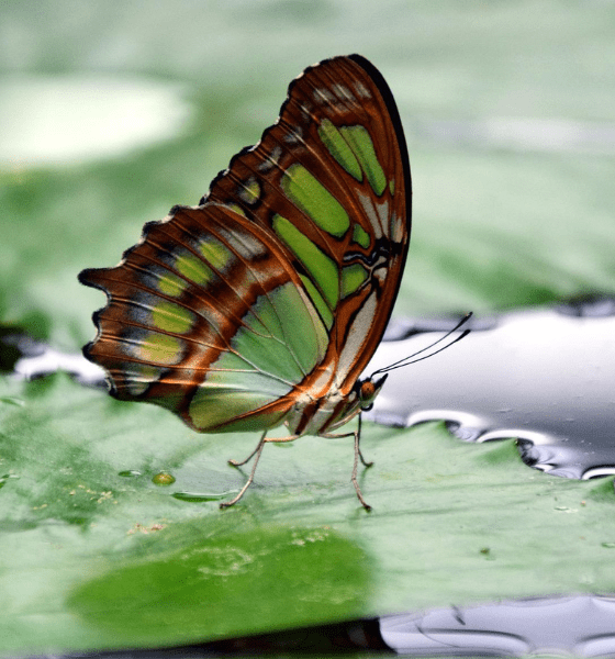 Ein Schmetterling trinkt Wasser