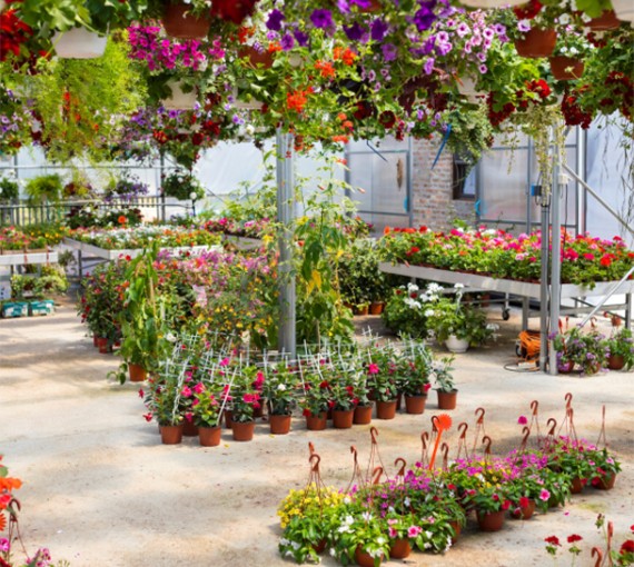 Blumenvielfalt im Dehner Garten-Center