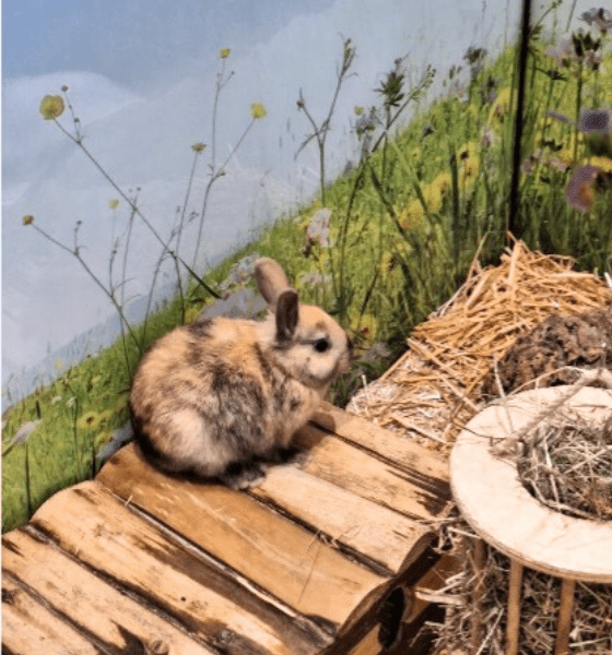 Kaninchen auf Entdeckungstour