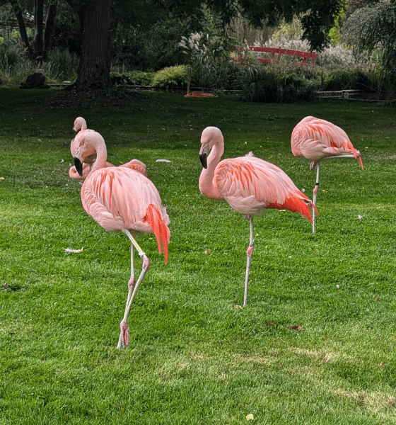 Dehner Blumenpark in Rain