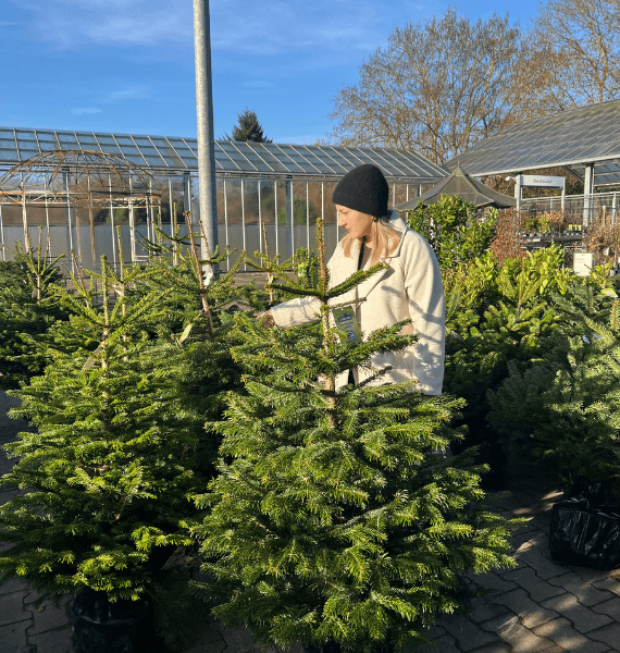Auswahl des Weihnachtsbaumes
