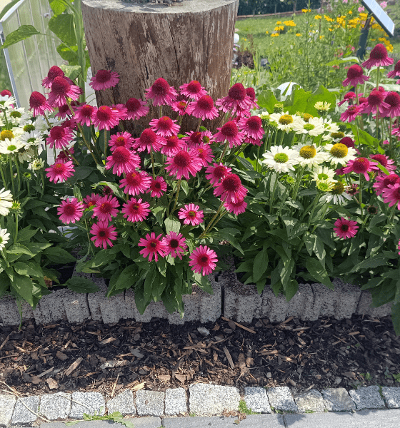 Nick's Schrebergarten-Projekt